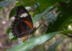 Eastern Red Lacewing Butterfly